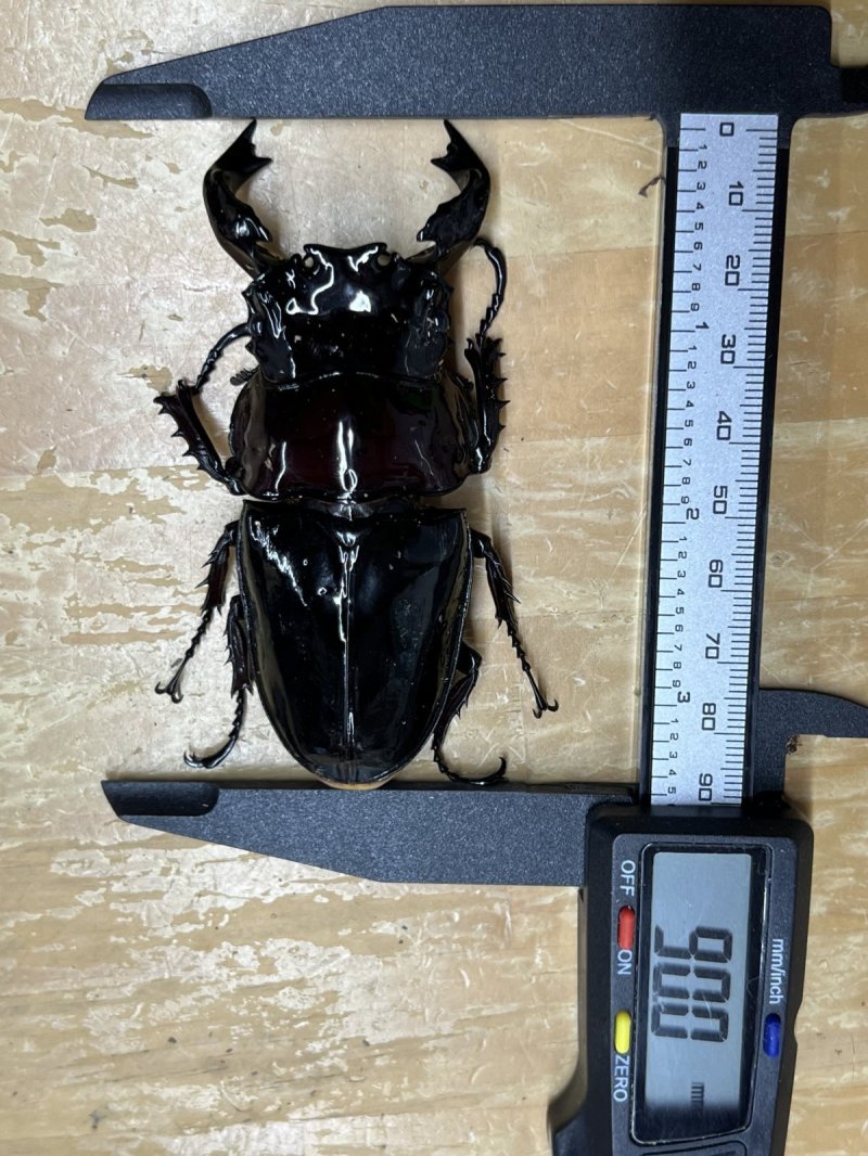 出た～～～🤩🤩🤩