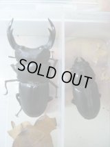 岐阜県可児郡御嵩町産　WILD 国産オオクワガタ成虫ペア