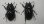 画像6: M・レギウス 南西カメルーン産 CBF1 ♂77ミリ+2♀成虫 3頭セット