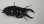 画像4: M・レギウス 南西カメルーン産 CBF1 ♂77ミリ+2♀成虫 3頭セット