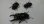 画像1: M・レギウス 南西カメルーン産 CBF1 ♂77ミリ+2♀成虫 3頭セット (1)