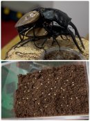 画像: 無事に採卵出来ました~😁👍