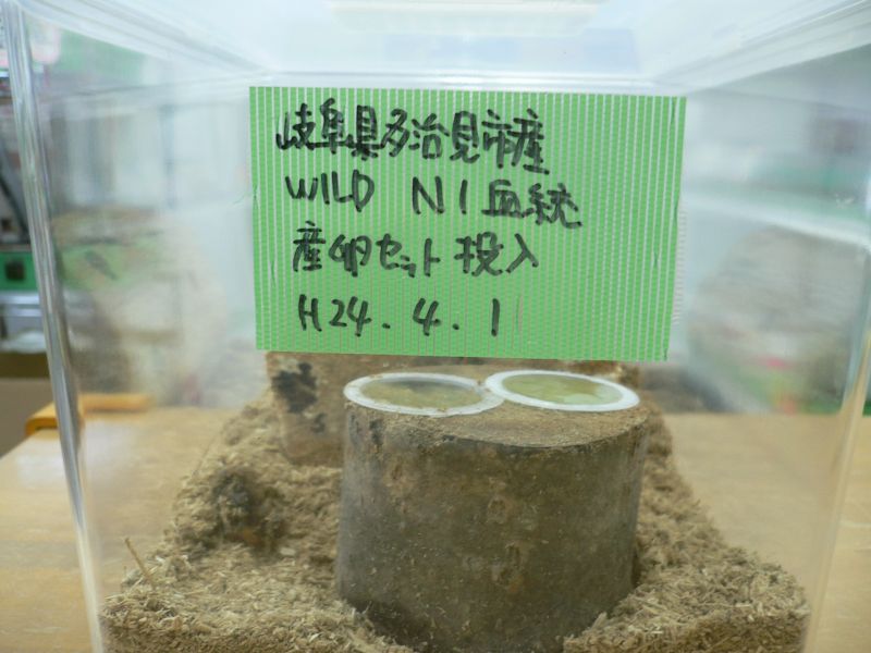 画像: 待ちきれず、産卵セット組んじゃいました。