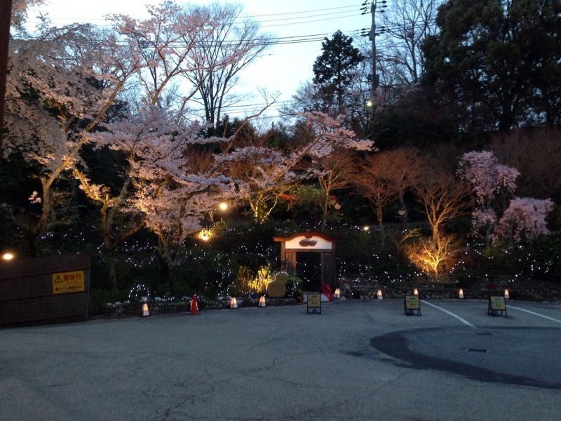 画像: 夜桜～!!